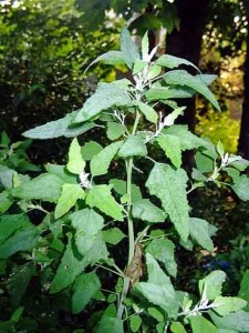 Lambs-quarters_Mature