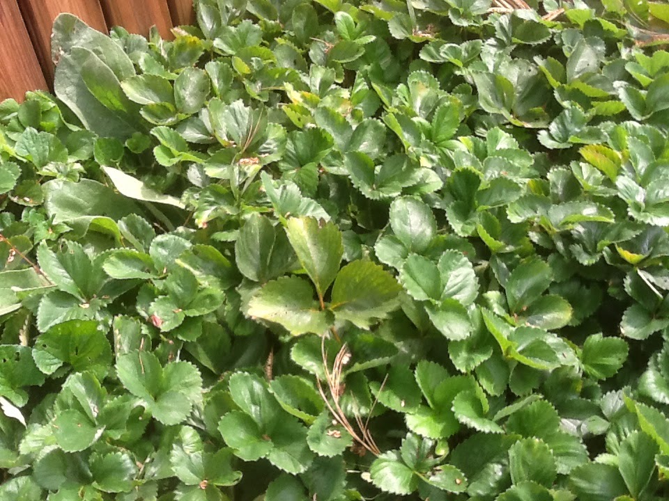 But by sweeping the mess off onto the Strawberry plants as a free 