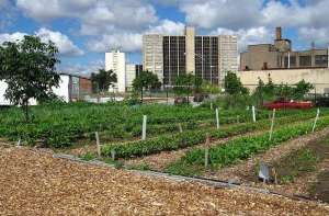 0525a_chicago-urban-garden