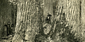 The-American-Chestnut-Tree