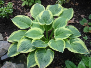 Hosta%20Wide%20Brim