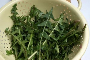 dandelion-salad