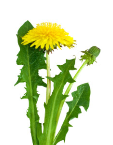 dandelion_2