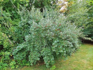 Autumn-olive-shrub