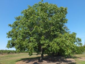 walnut_tree_1_FreeTiiuPix.com