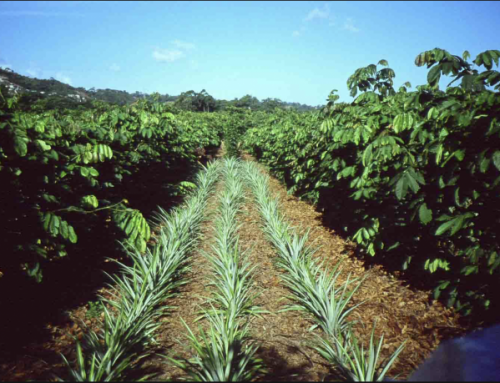 Tropical Agriculture Development -Sierra Leone, West Africa