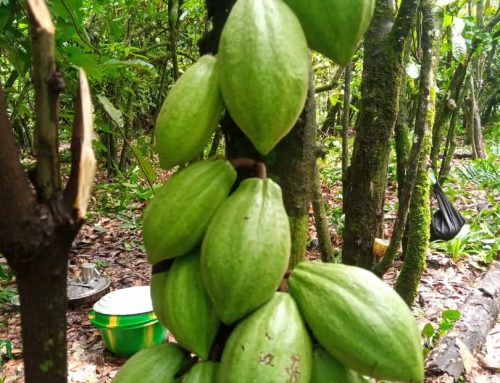 Restoring livelihoods through restoring cacao farms